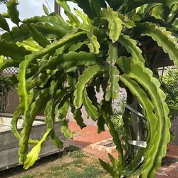 Dragon fruit cuttings