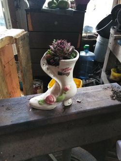 Antique Bone China shoe planted with succulents