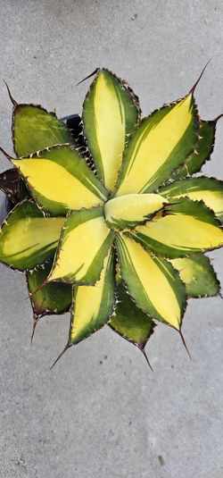Agave Bobicotnuta Medio Picta
