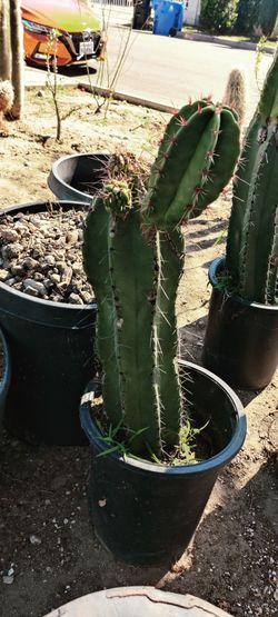 orchid cactus EPIPHYLLUM RED ORCHID CACTUS! True LOVE! main image 0