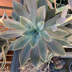 Succulent For Sale