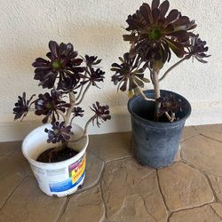 Black Rose Aeonium