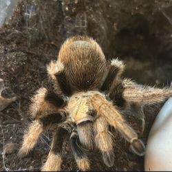 Arizona blonde female tarantula