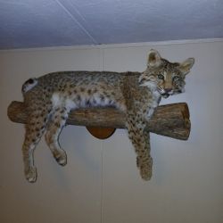 Taxidermy  Bob Cat