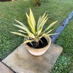 False Agave