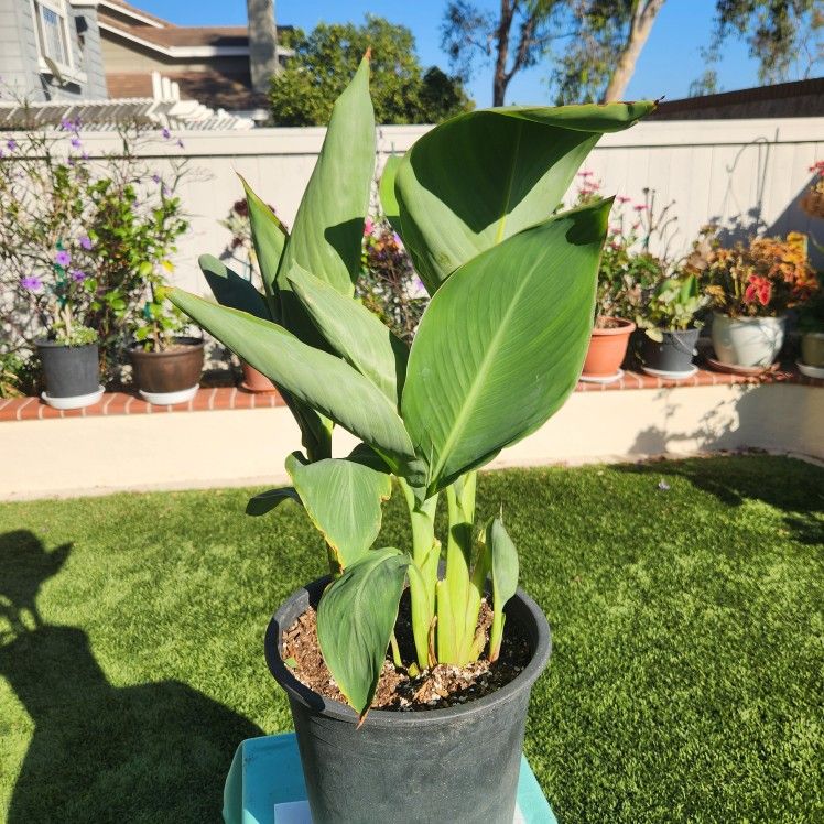 Orange Cannas With Beautiful Flower