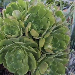 Succulent Aeonium Cutting