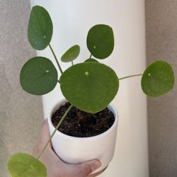 Beautiful Pilea Plant With Pot