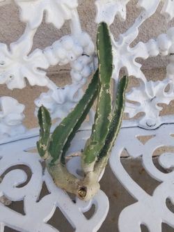 1 Whole Stapelia Cactus (9/15/26)