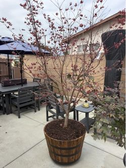Japanese maple tree
