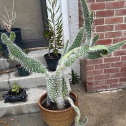 Cactus Plant