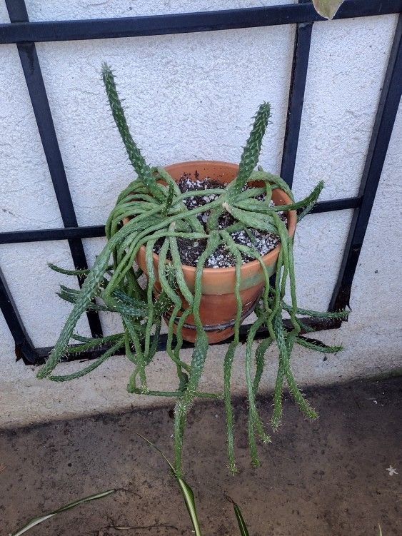 MEDUSA'S HEAD SUCCULENT PLANT (PENDING)