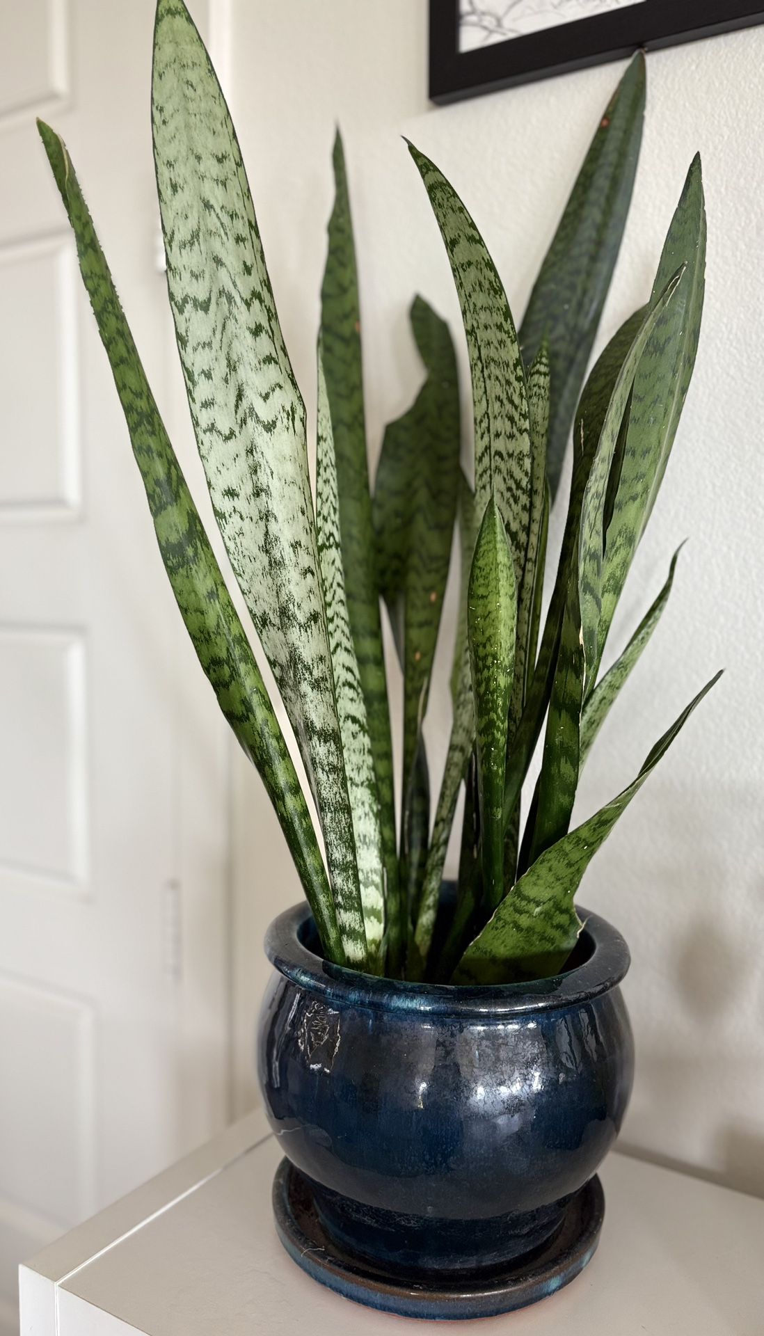 Beautiful Snake Plant