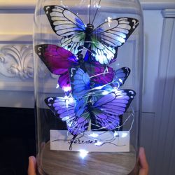New Butterflies in Glass Dome