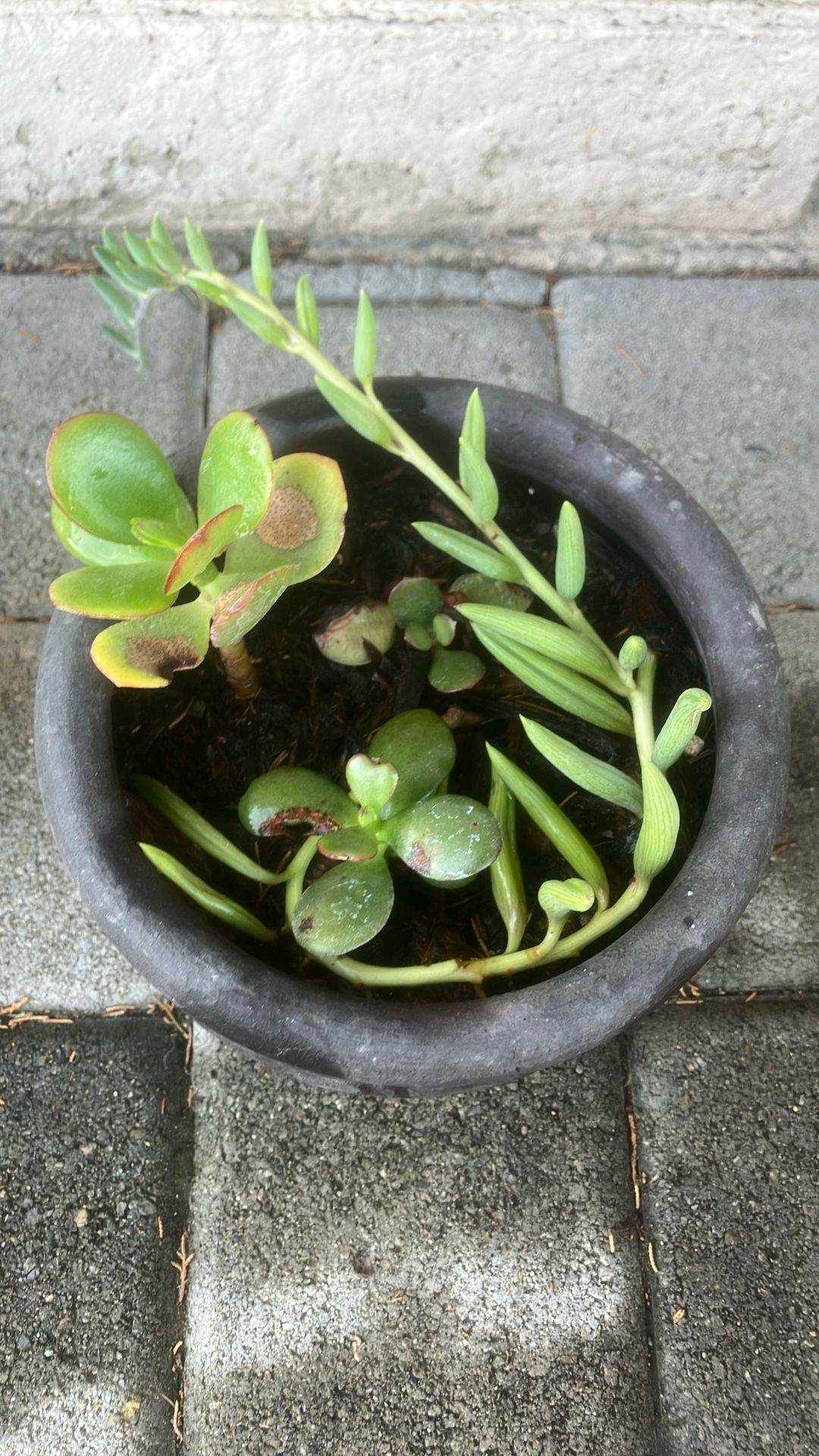 $7 Medium Plant Pot