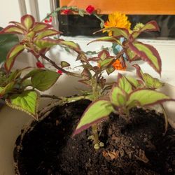 Mature House Plant (Coleus)