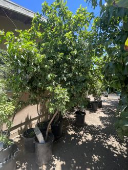 Guava Trees