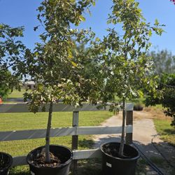 Red Oak Tree 30gallons 13ft Tall 