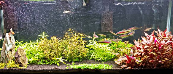 LIVE AQUARIUM PLANTS🌱