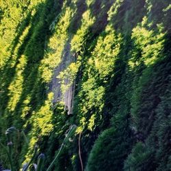 $49 Instant Privacy Evergreen 🌲 Tree 15-20ft