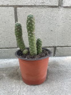 Cactus Plant 
