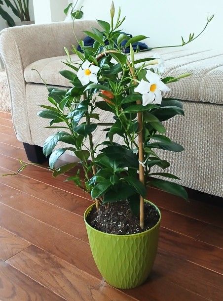 Live Healthy Beautiful Dipladeia White Flowering Indoor Outdoor Houseplants /Vines With 6 Inch Plastic Pots $15
