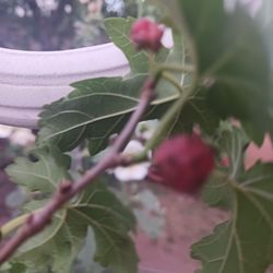 Mulberry  Tree