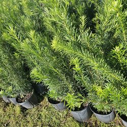podocarpus  Instant Privacy Hedge For Fence Green Full Ready for planting