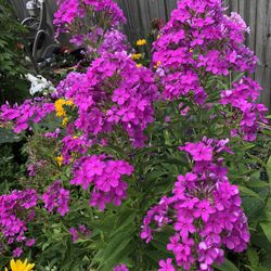 Phlox Plant Two For Five Dollar 