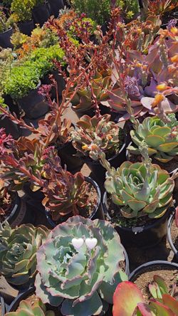 Echeverias