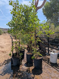 $100 delivered cottonwood trees 15gal