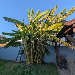 Blue Java banana pups