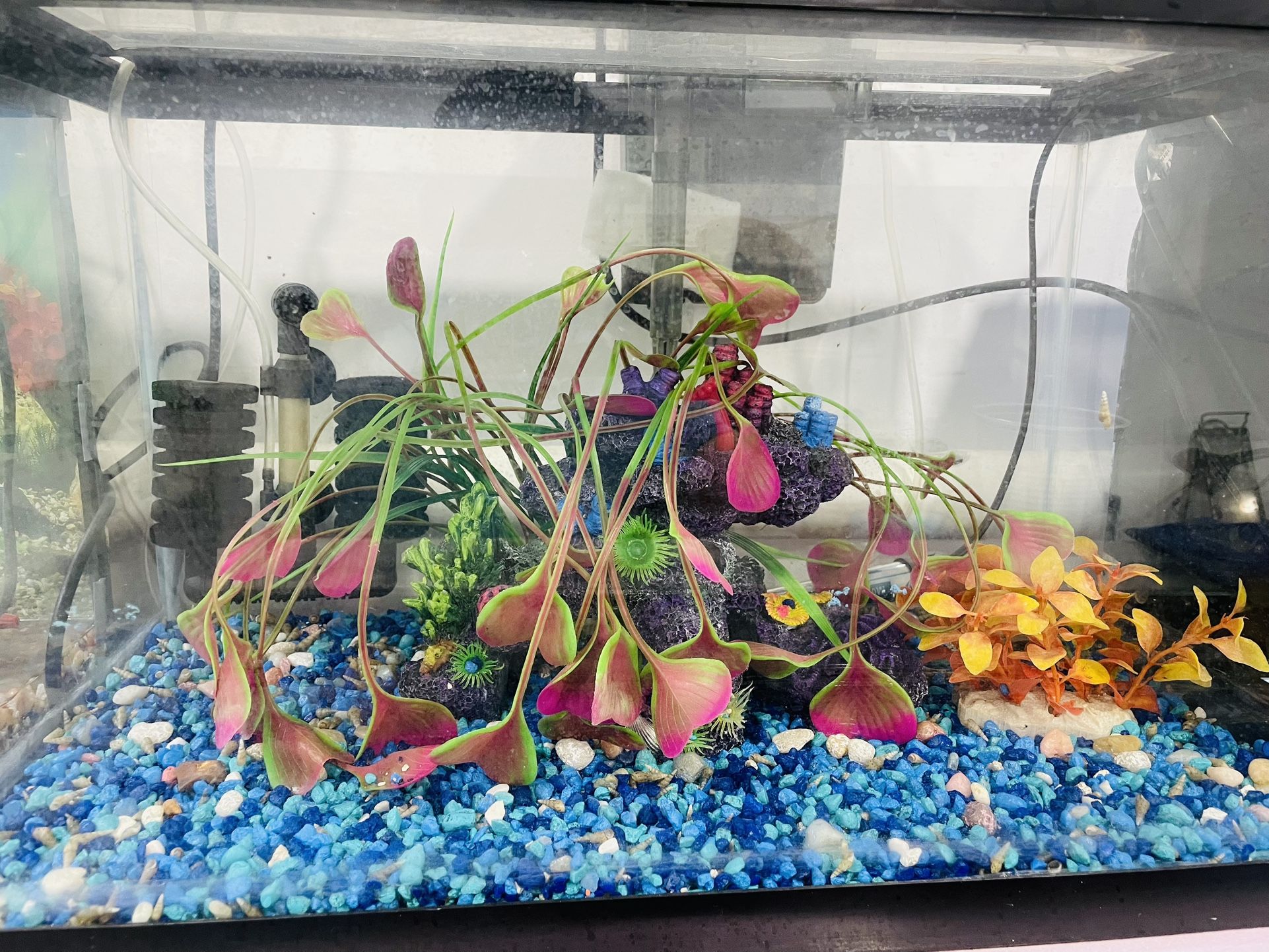 Fish Tank