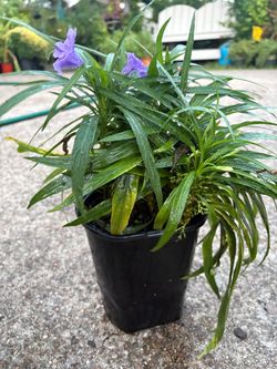 Dwarf Mexican petunia