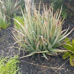 Aloe Vera Plants (Large)