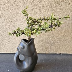 Variegated Elephant Bush 