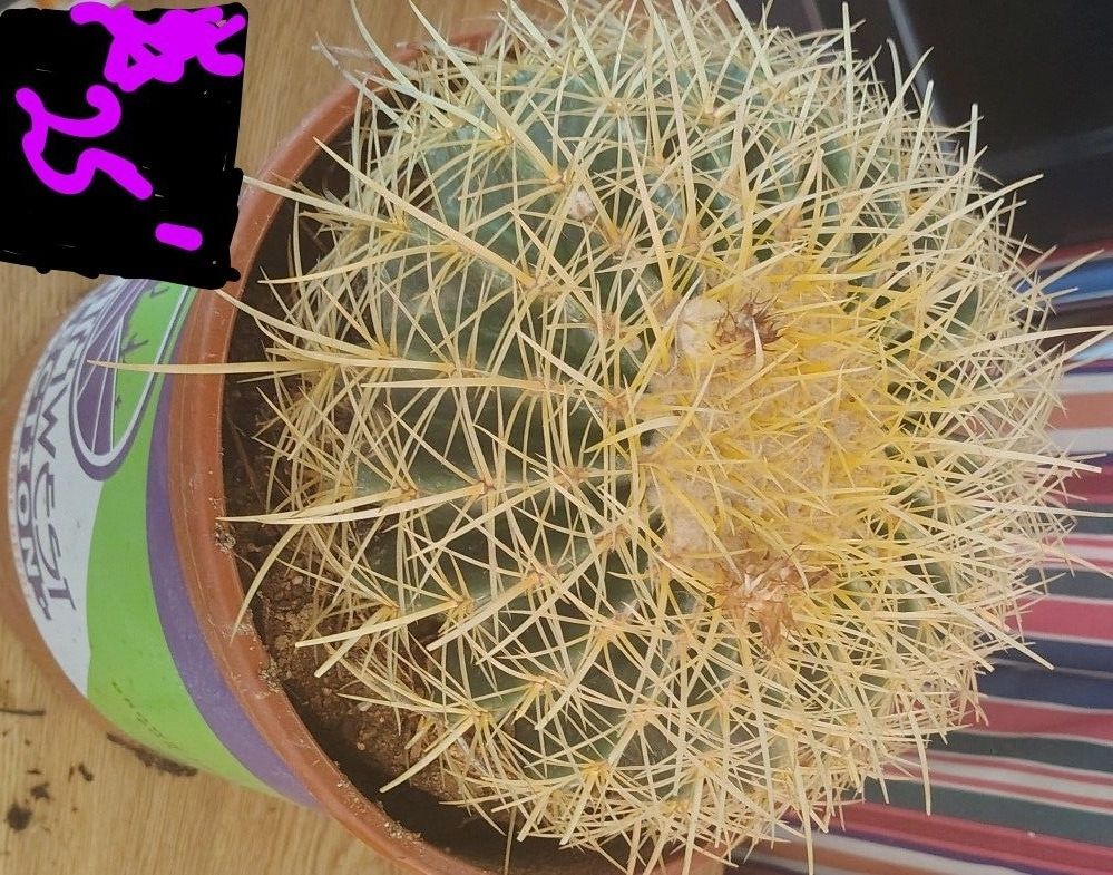 Cactus And Succulents