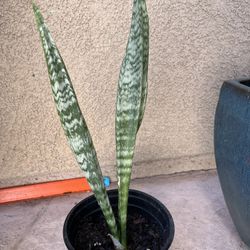 Small Snake Plant