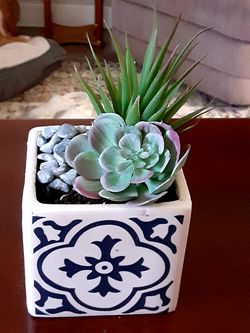 Square succulent garden