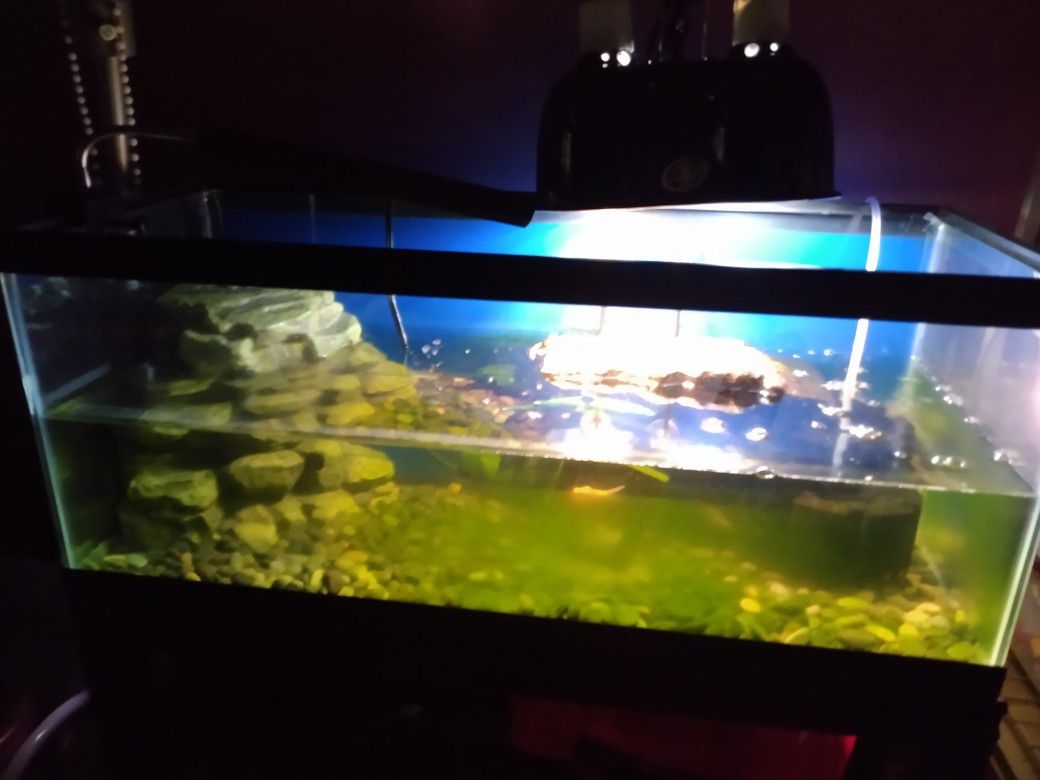 20 Gallon Long Aquarium Fish Tank