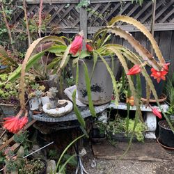 Plant In 15 Gallon Beautiful Flowers .