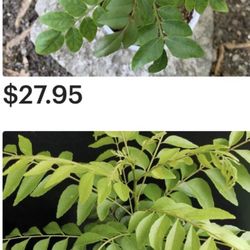 Curry (Neem plants), (big Plants $10-$20)