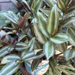 Planta Colgante