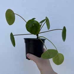 Chinese Money Plant (Pilea Peperomioides)