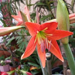 Amaryllis Flower Plant  Plants Bulb $20 Each