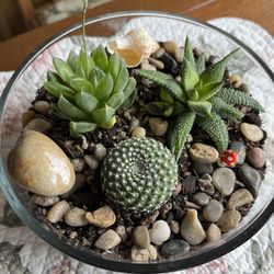 Handmade Cactus Succulent Terrarium 