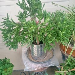 plant ear  shark oreja de shark