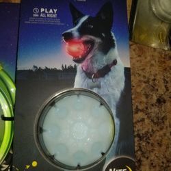 Hours Of Play And Fun For Your Furry Friend Lights Up And Last For Hours Ready For Pick Up Address In The Description Below 