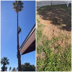 Need Your Palms Or Trees Trimmed Or Removed?