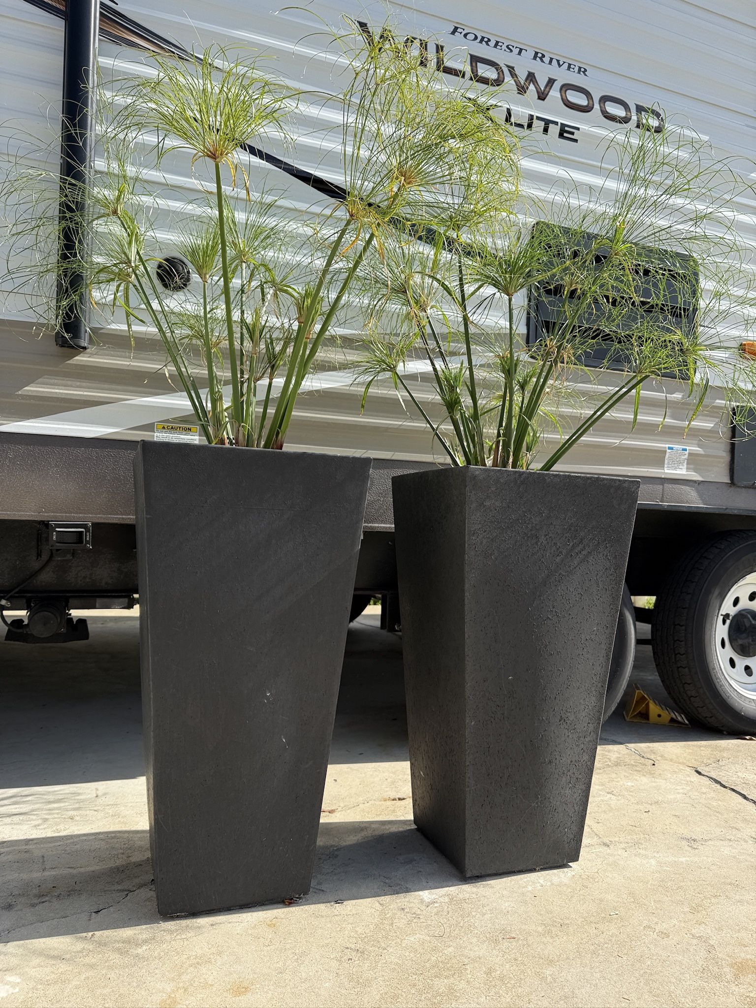 Two Potted Plants.